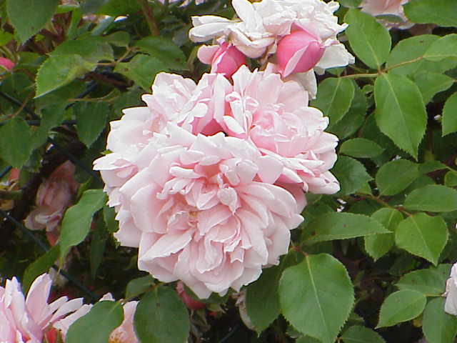 Rosa 'Zephirine Drouhin', Zephirine Drouhin Rose — climbing deciduous (Rosaceae) (image 11 of 15)