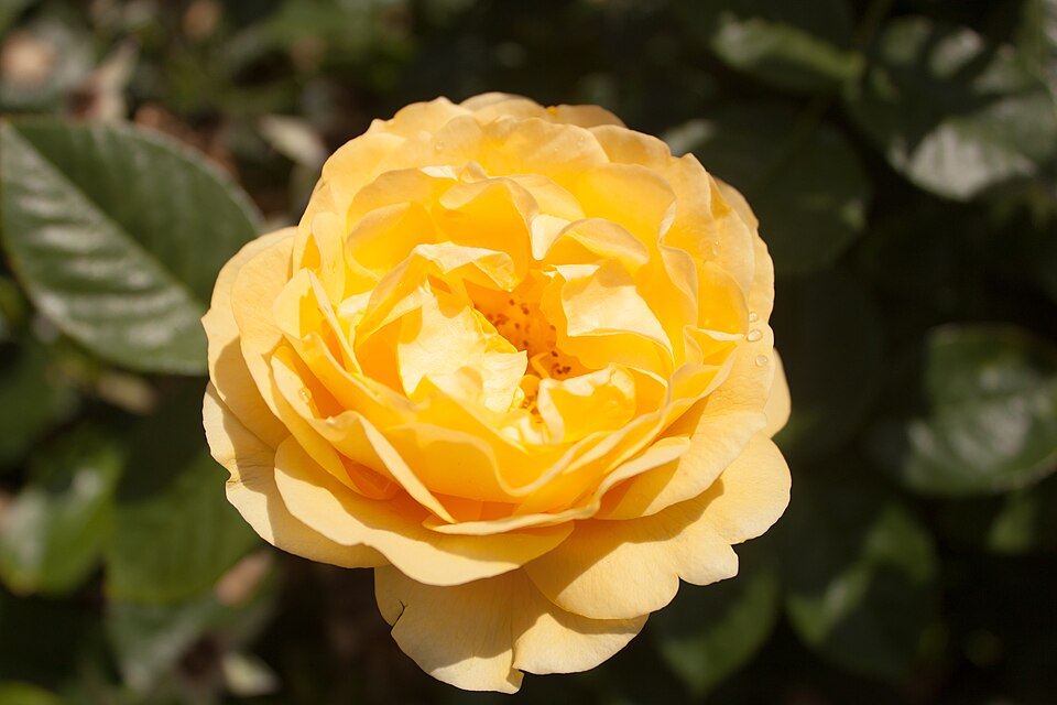 Rosa 'Julia Child' (Julia Child Rose) (alternate view 3)