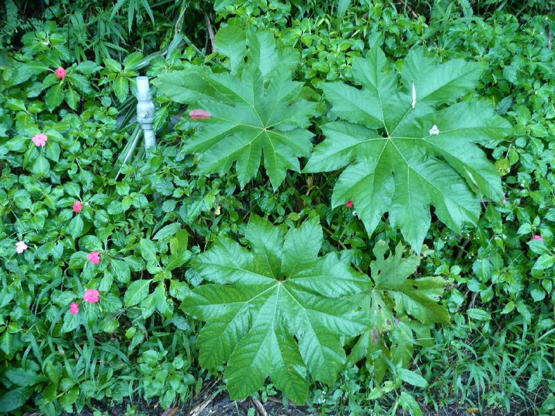 Tetrapanax papyrifer, Rice-paper plant — spreading semi-evergreen (Araliaceae) (image 4 of 10)