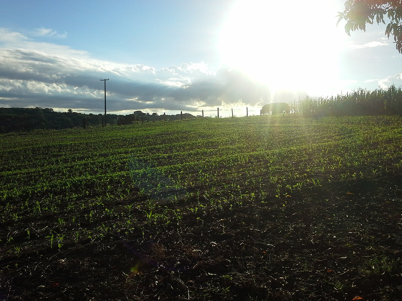 Zea mays, Corn — upright deciduous (Poaceae) (image 1 of 5)