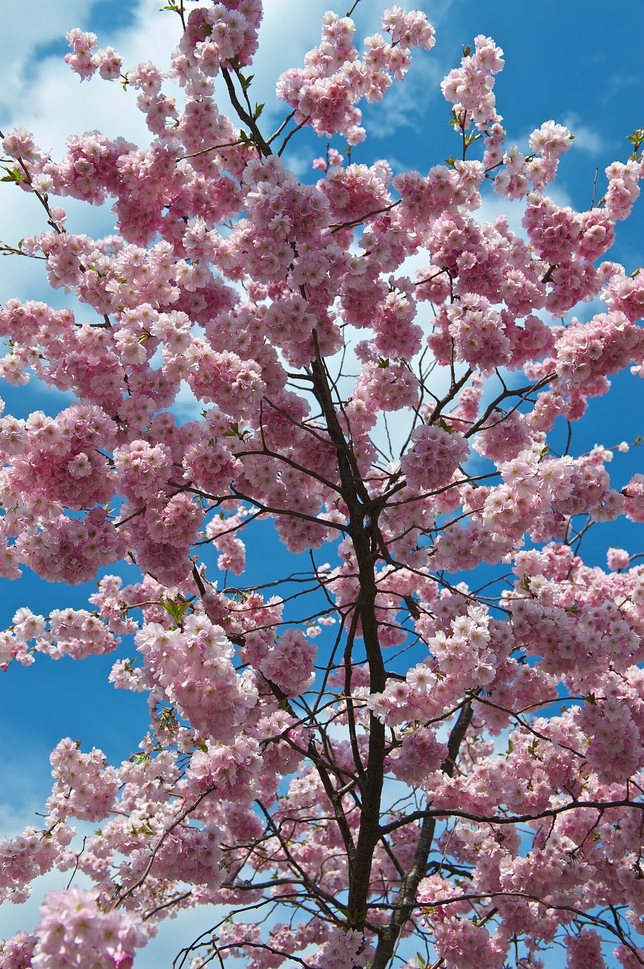 Prunus serrulata 'Kanzan', Kanzan cherry — upright deciduous (Rosaceae) (image 3 of 9)