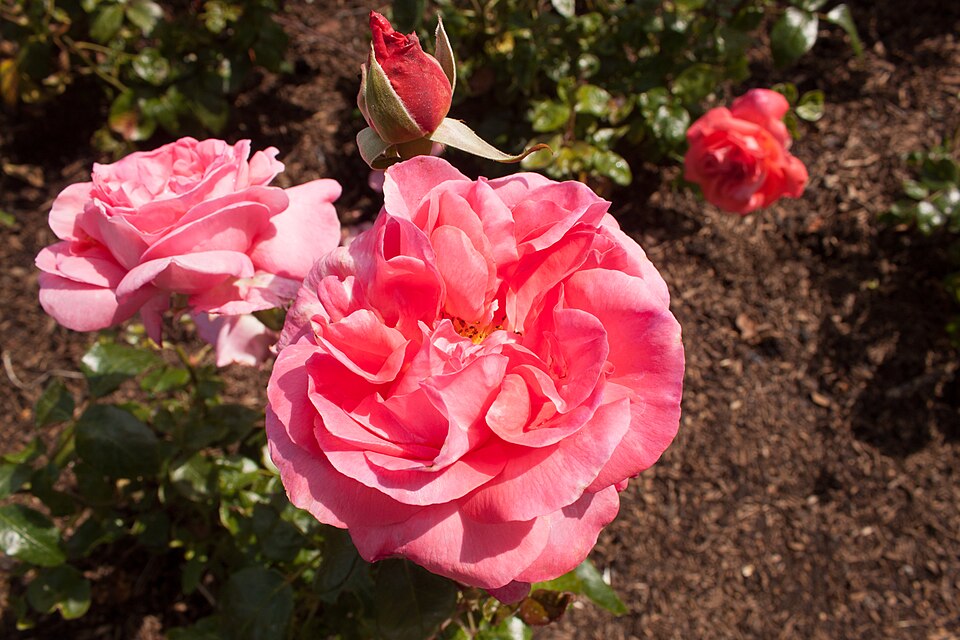 Rosa 'Special Anniversary'