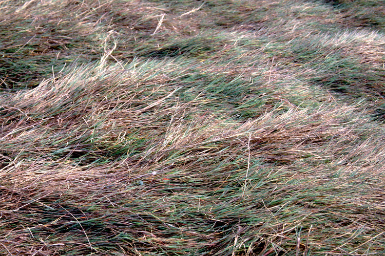 Polypogon viridis (water beard grass)