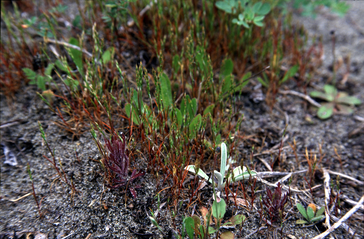 Aira praecox (early hair grass)