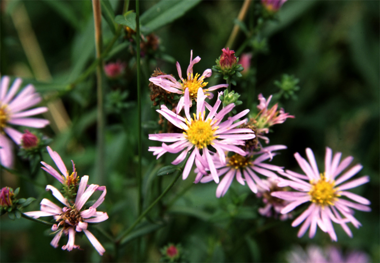 Symphyotrichum chilense (Pacific Aster) (alternate view 6)