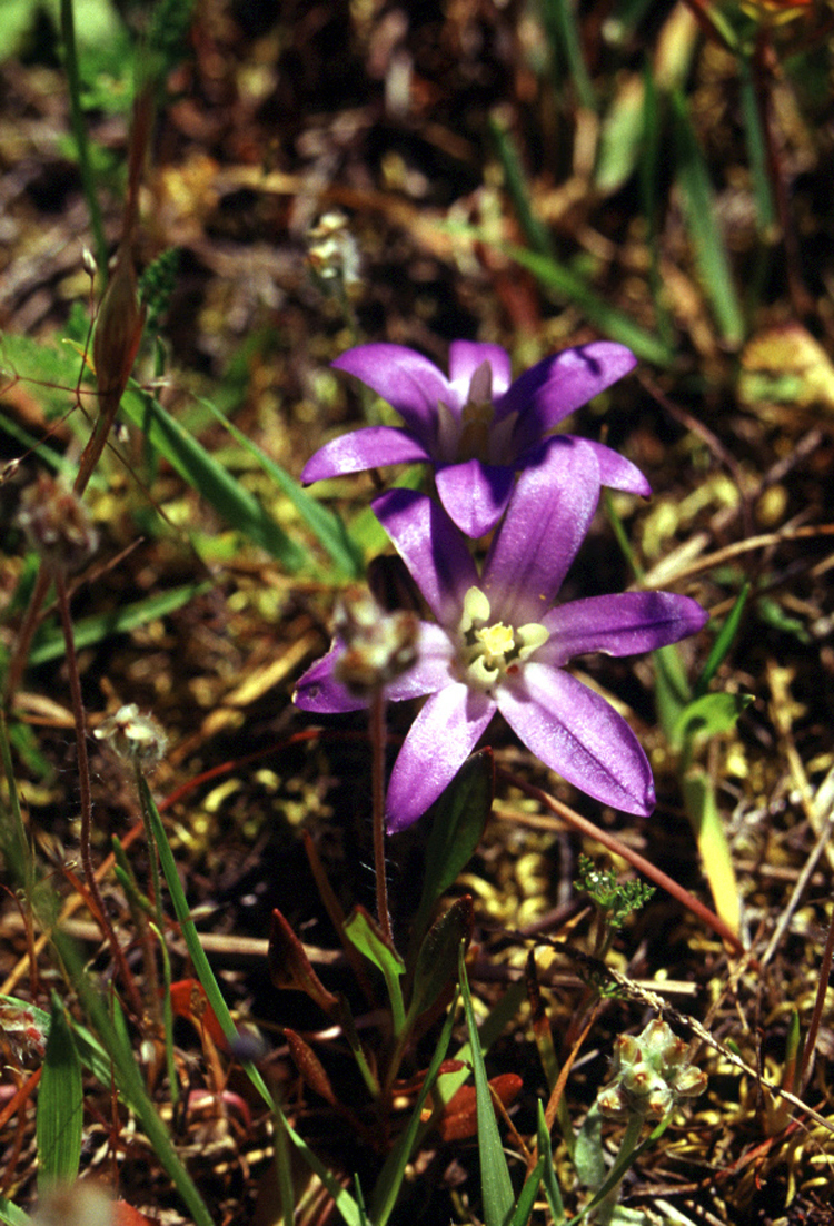 Brodiaea coronaria (Crown Brodiaea) (alternate view 7)