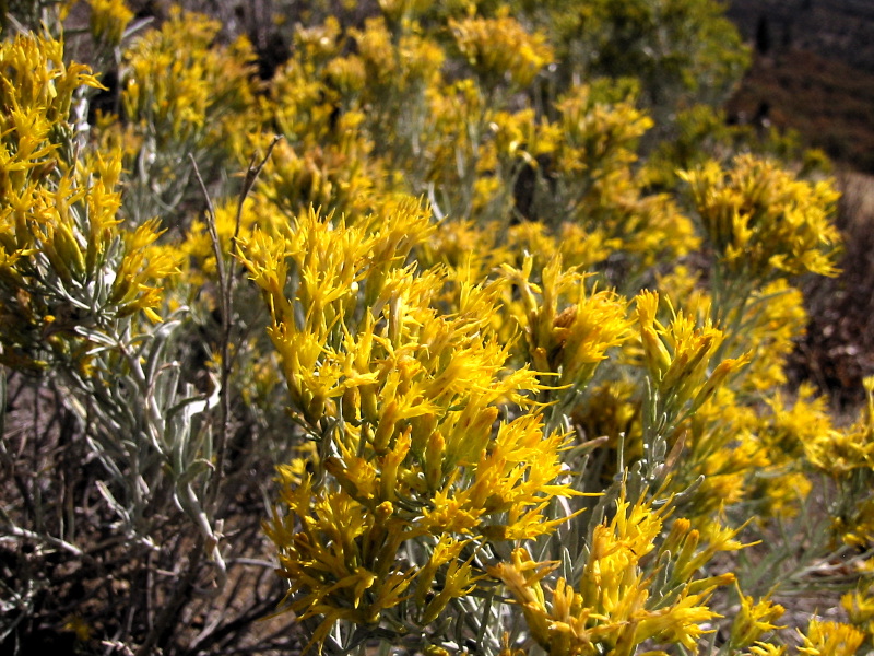 Ericameria nauseosa (Rubber Rabbitbrush)