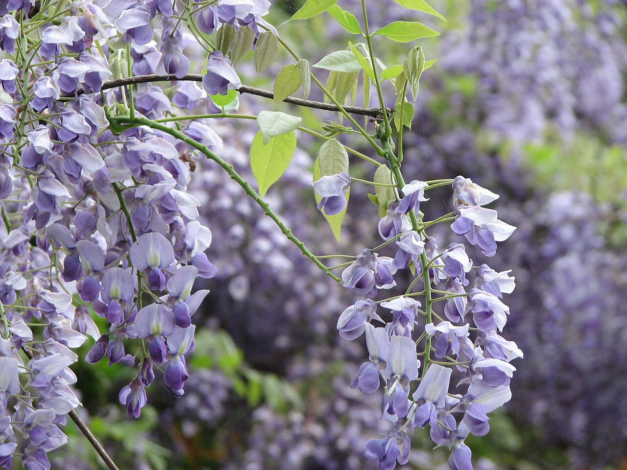 Wisteria brachybotrys, Silky wisteria — climbing deciduous (Fabaceae) (image 2 of 10)