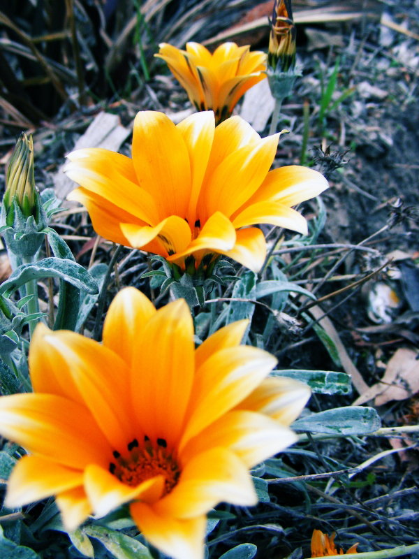 Gazania rigens, Treasure flower — spreading evergreen (Asteraceae) (image 3 of 9)