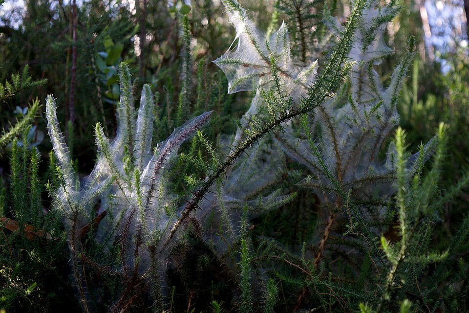 Ulex minor (Dwarf Gorse) (alternate view 8)