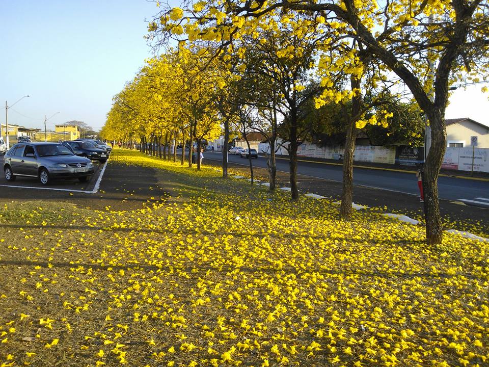 Handroanthus chrysotrichus (Golden Trumpet Tree) (alternate view 5)