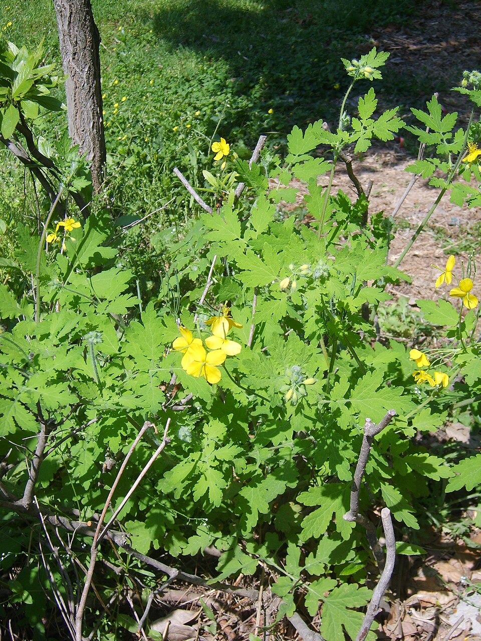Chelidonium majus (Greater celandine)