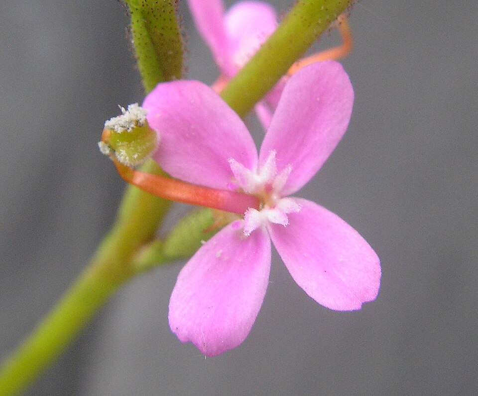 Stylidium graminifolium (Grass Triggerplant) (alternate view 2)