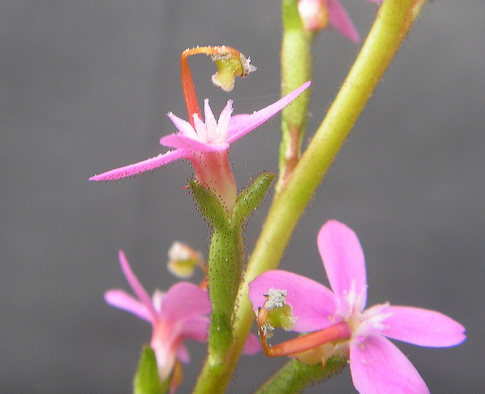 Stylidium graminifolium (Grass Triggerplant) (alternate view 3)
