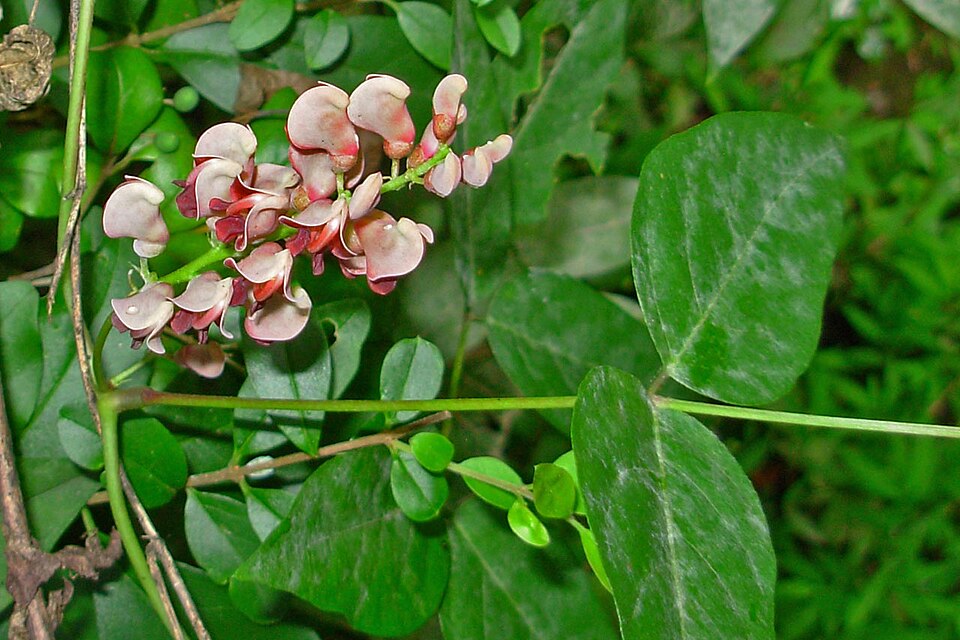 Apios americana (American groundnut) (alternate view 4)