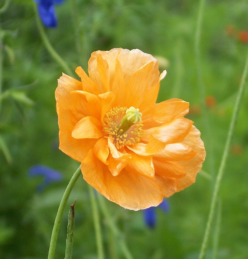 Papaver atlanticum (Atlas Poppy)