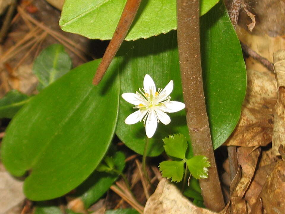 Coptis trifolia (threeleaf goldthread) (alternate view 4)