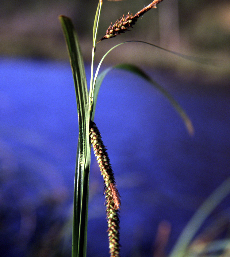Carex lyngbyei (Lyngby's sedge) (alternate view 6)