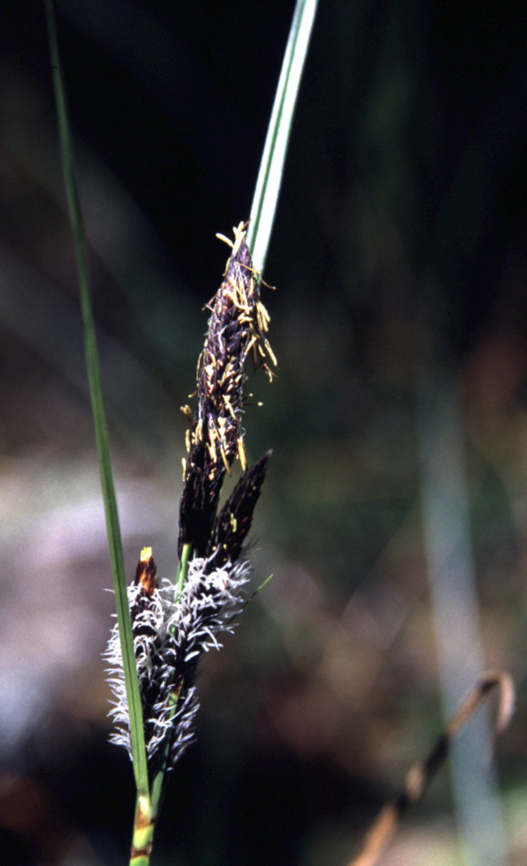 Carex obnupta (slough sedge) (alternate view 6)