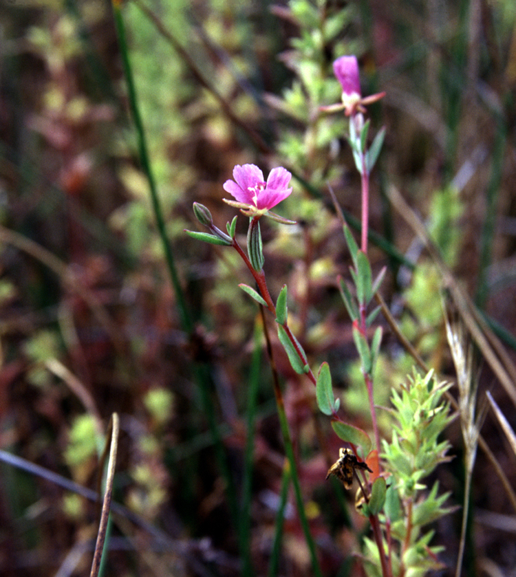 Clarkia purpurea (Winecup Clarkia) (alternate view 6)