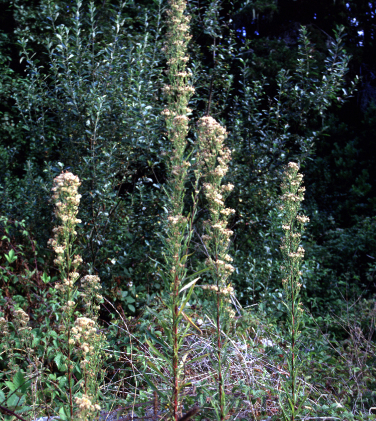 Erigeron floribundus (Tall Fleabane)