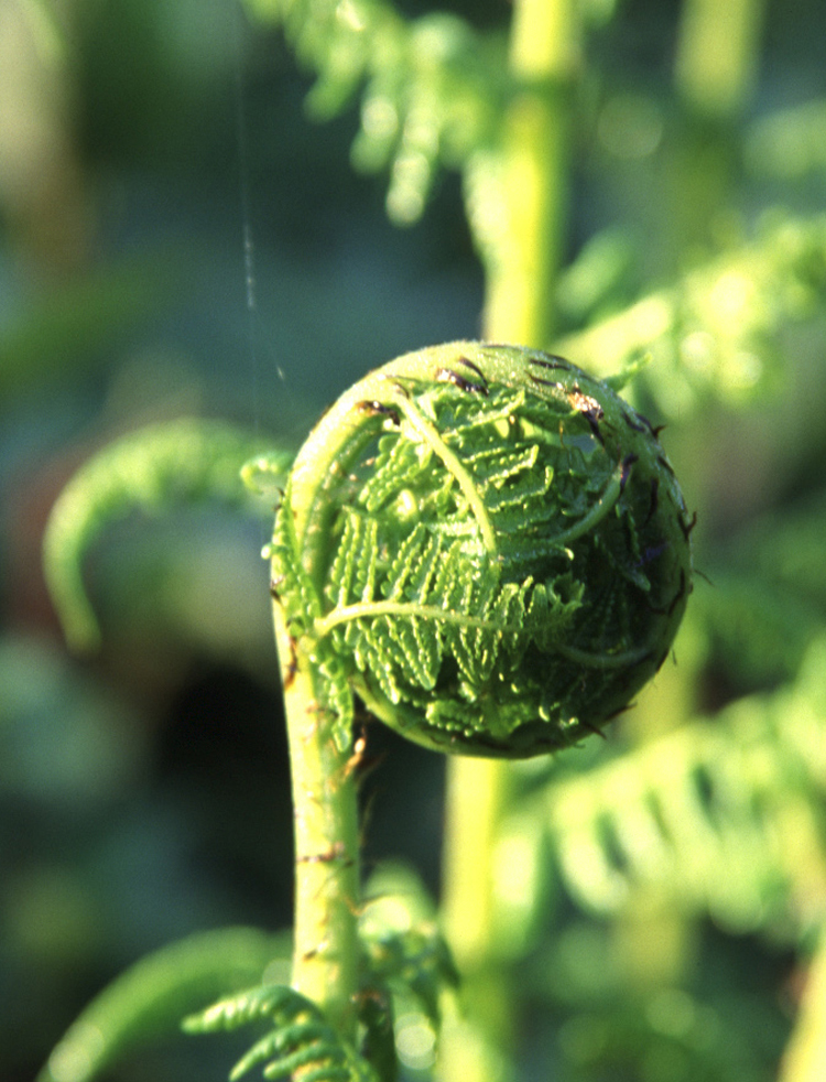 Dryopteris arguta (coastal woodfern) (alternate view 6)