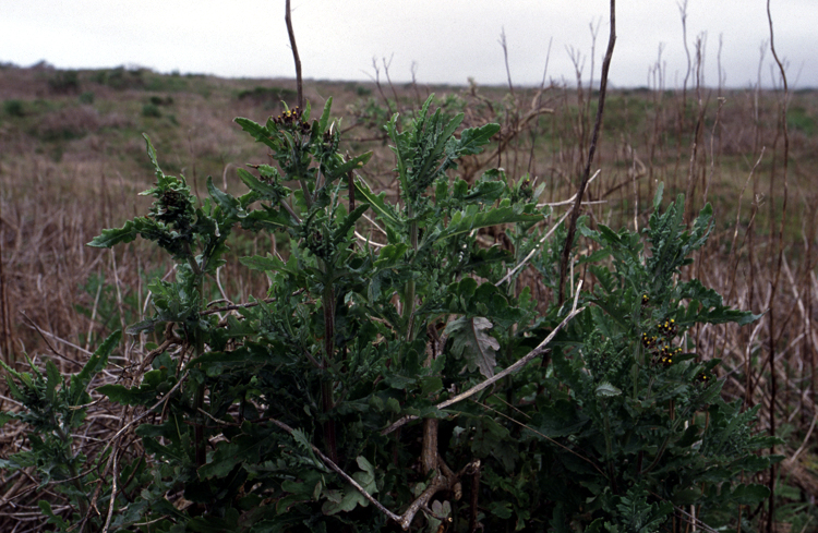 Senecio glomeratus (Cutleaf burnweed) (alternate view 6)