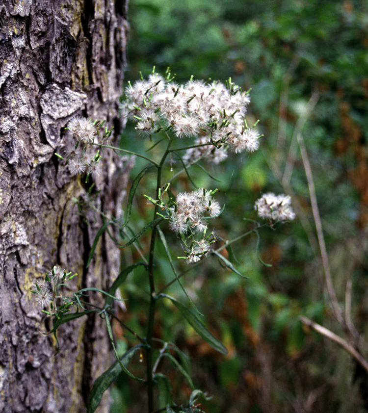 Senecio minimus (coastal burnweed) (alternate view 8)