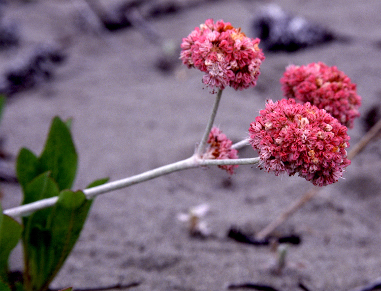 Eriogonum latifolium (Seaside Buckwheat)