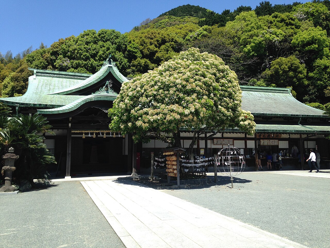 Photinia glabra, Japanese photinia — upright evergreen (Rosaceae) (image 10 of 10)