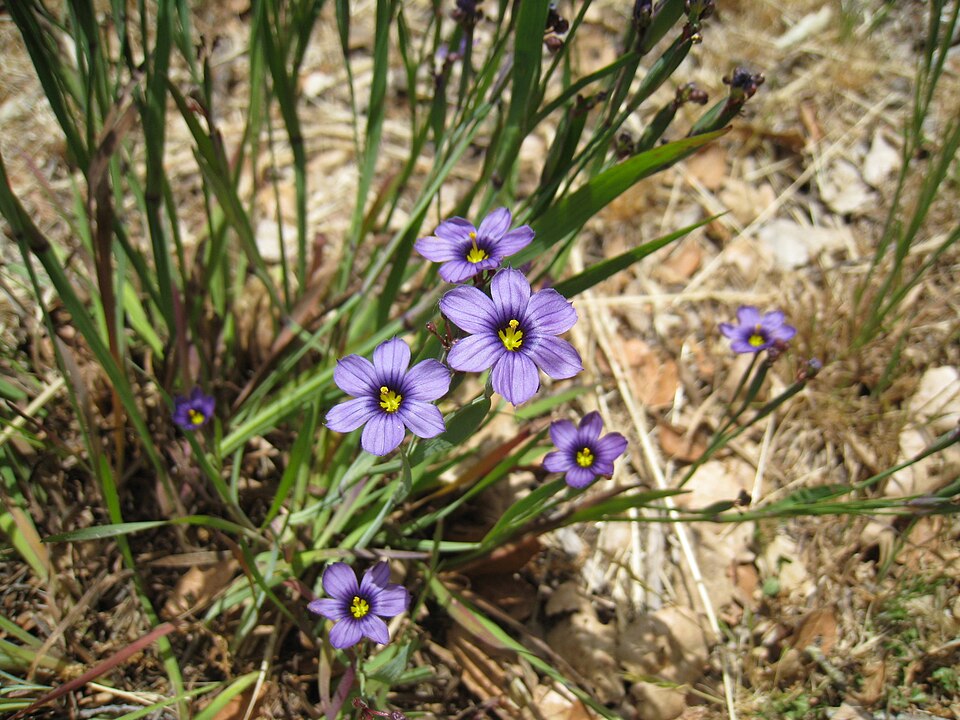 Sisyrinchium bellum (western blue-eyed grass)