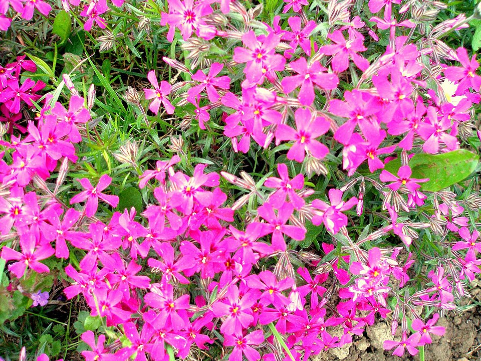 Phlox subulata 'Scarlet Flame' (Scarlet Flame Carpet Phlox) (alternate view 3)