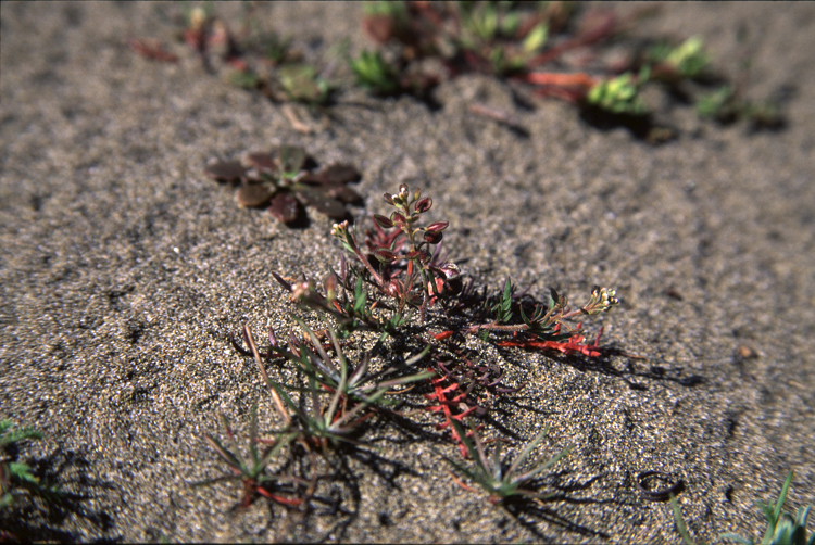 Lepidium nitidum (Shining Pepperweed) (alternate view 6)