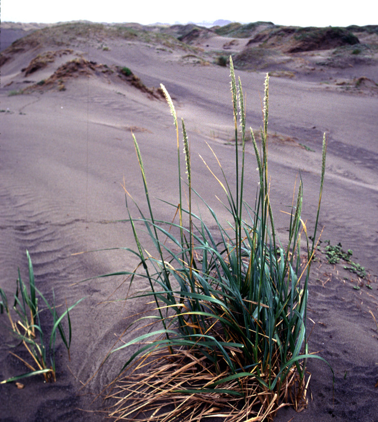 Leymus mollis (Dune Grass) (alternate view 6)