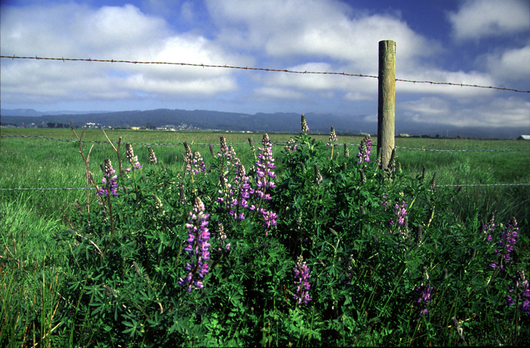 Lupinus rivularis (Riverbank Lupine) (alternate view 5)