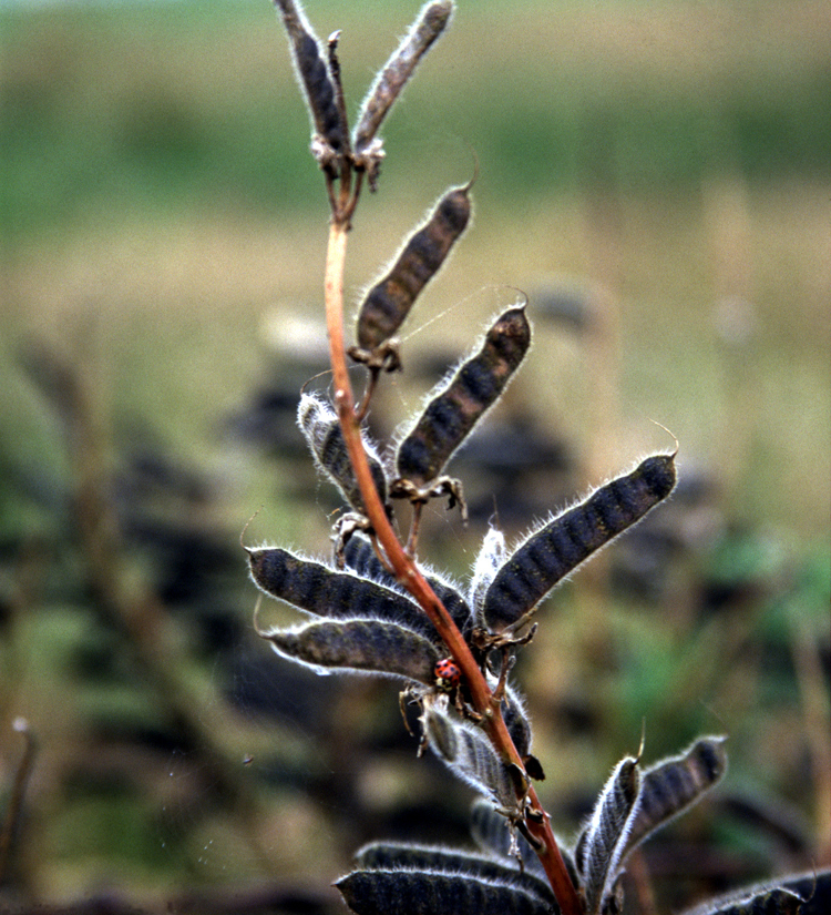 Lupinus rivularis (Riverbank Lupine) (alternate view 6)