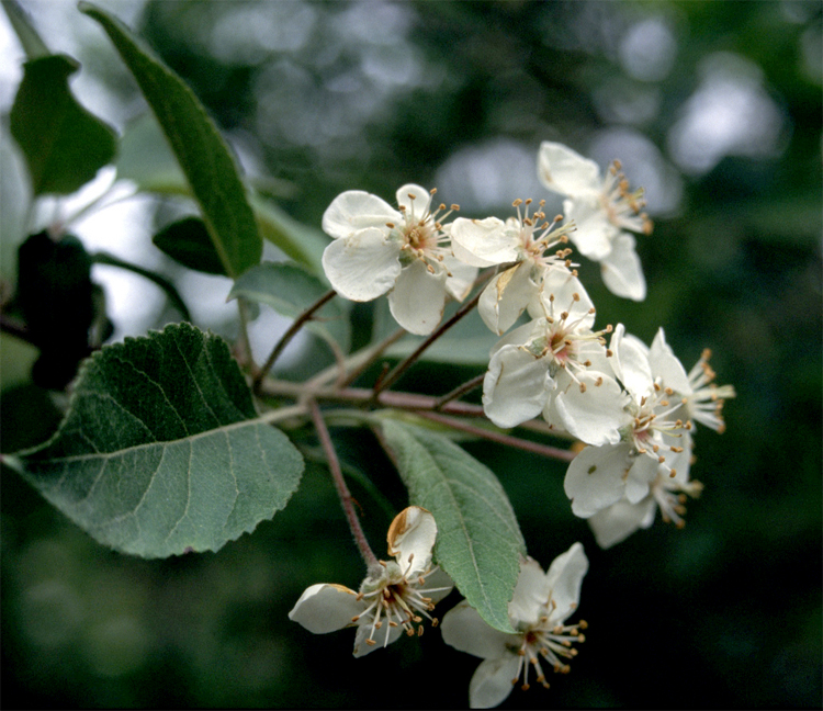 Malus fusca (crabapple) (alternate view 6)