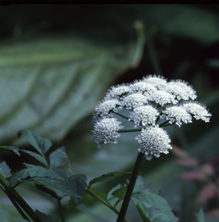 Oenanthe sarmentosa (water-parsley) (alternate view 4)