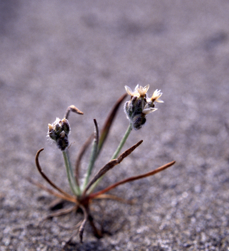 Plantago erecta (dot-seed plantain) (alternate view 5)