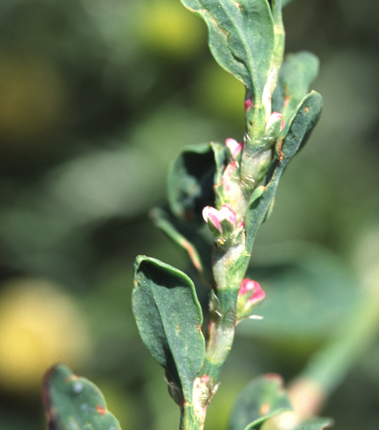 Polygonum arenastrum (Oval Leaf Knotweed) (alternate view 6)