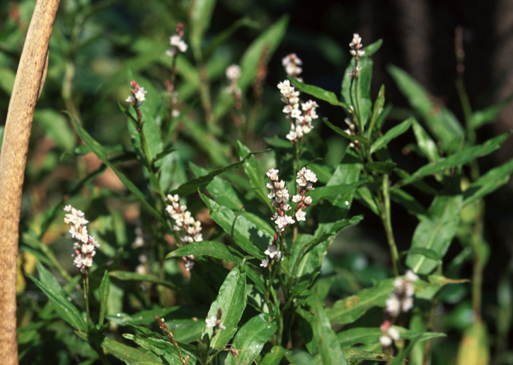 Persicaria hydropiperoides (swamp smartweed) (alternate view 6)