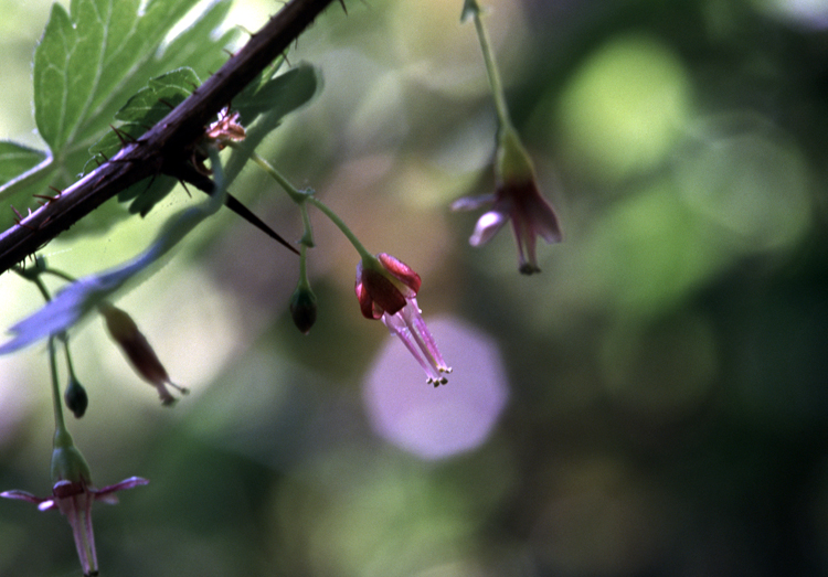 Ribes divaricatum (Coast Black Gooseberry) (alternate view 9)