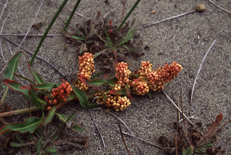 Rumex salicifolius (willow dock) (alternate view 6)