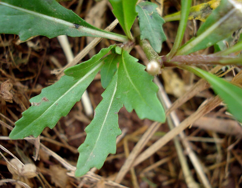Diplotaxis muralis (annual wall-rocket)