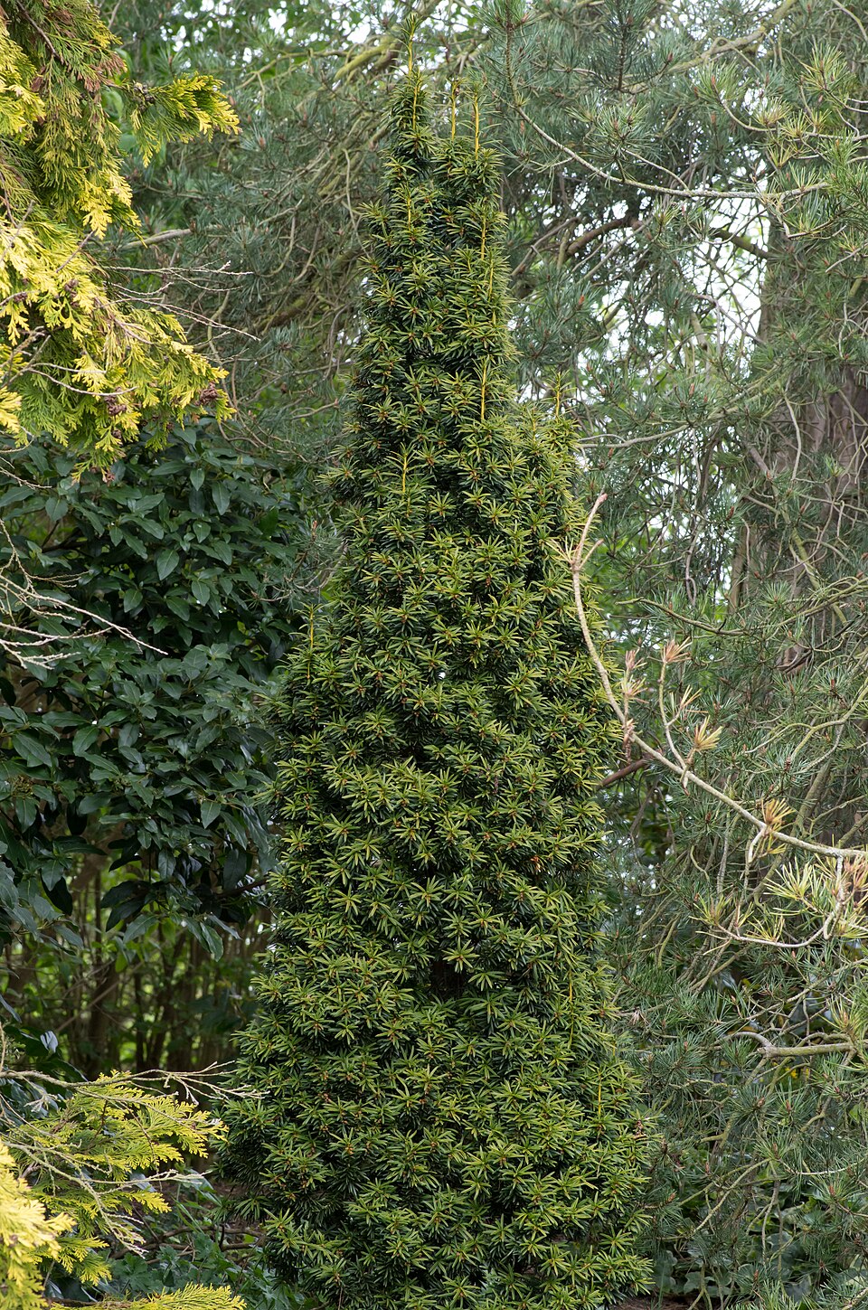 Taxus baccata 'Fastigiata Aurea' (Golden Irish Yew)