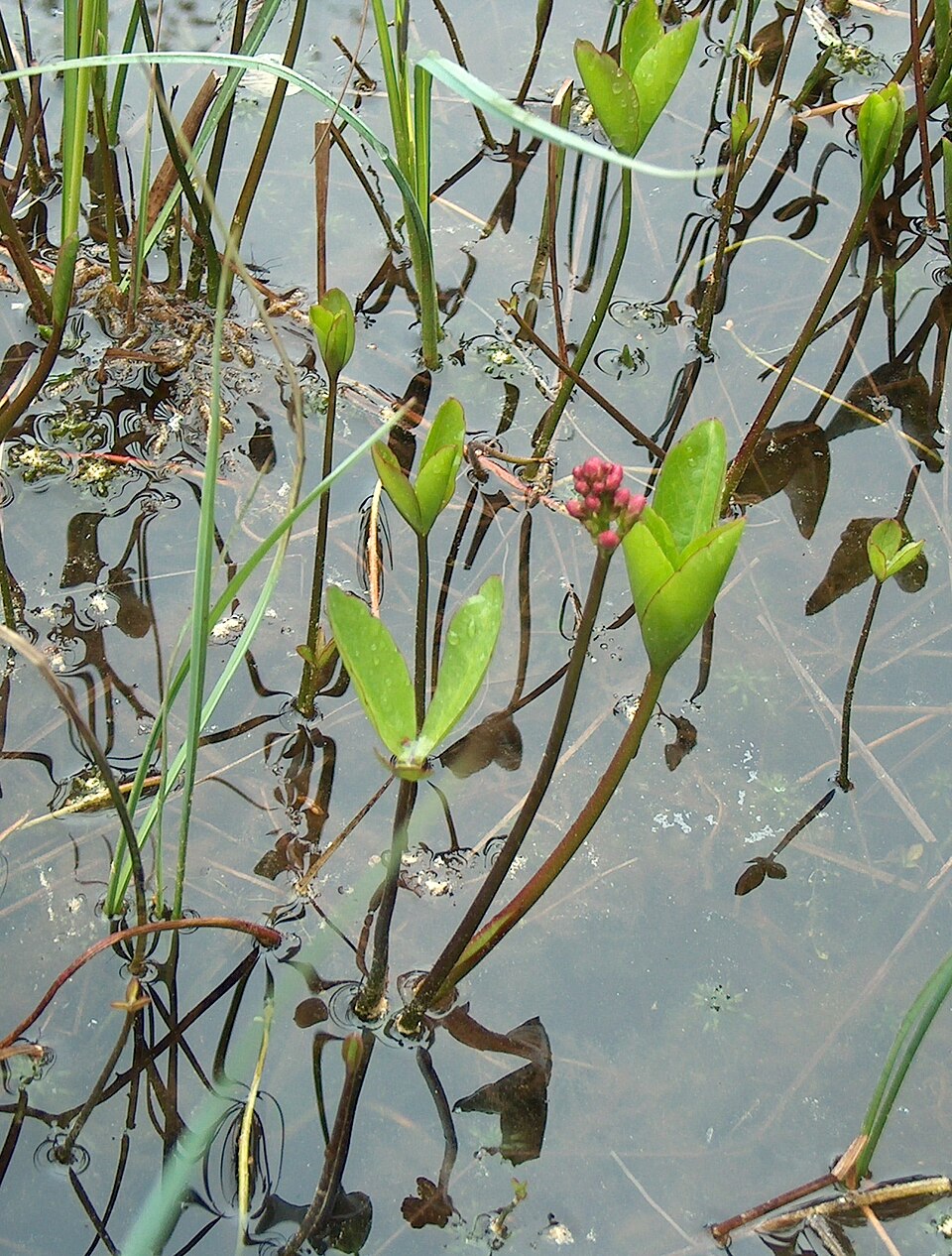 Menyanthes trifoliata (Bogbean)