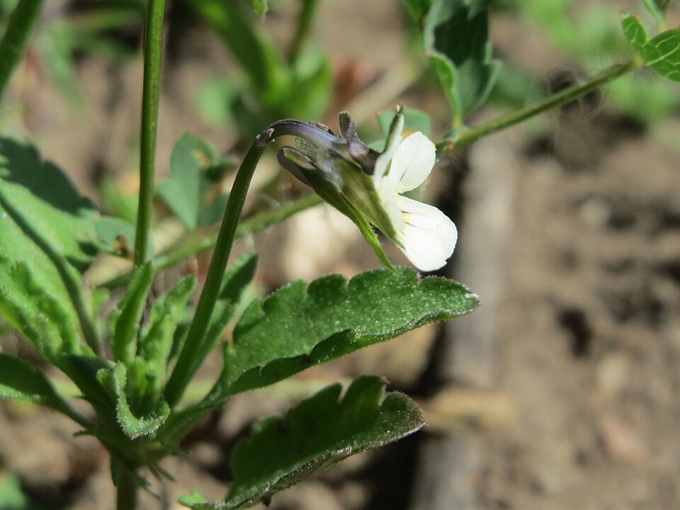 Viola arvensis (European field pansy)