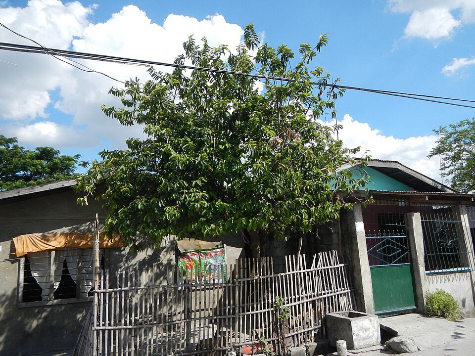 Annona muricata (Soursop) (alternate view 6)