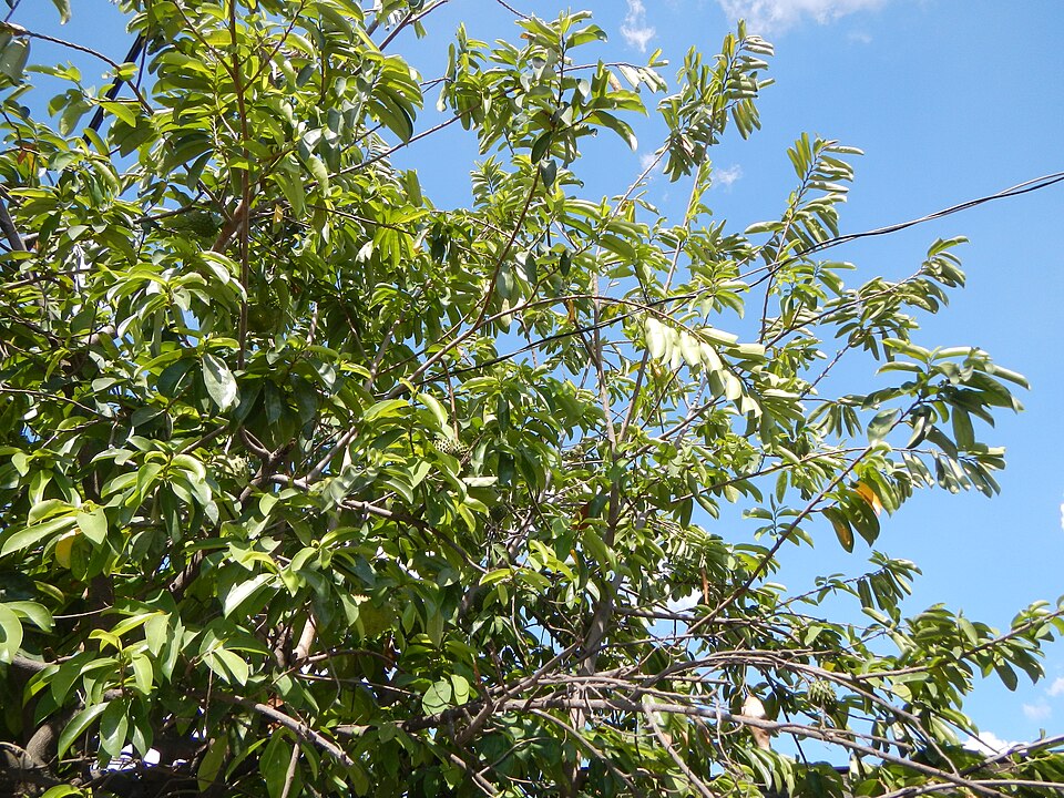 Annona muricata (Soursop) (alternate view 7)