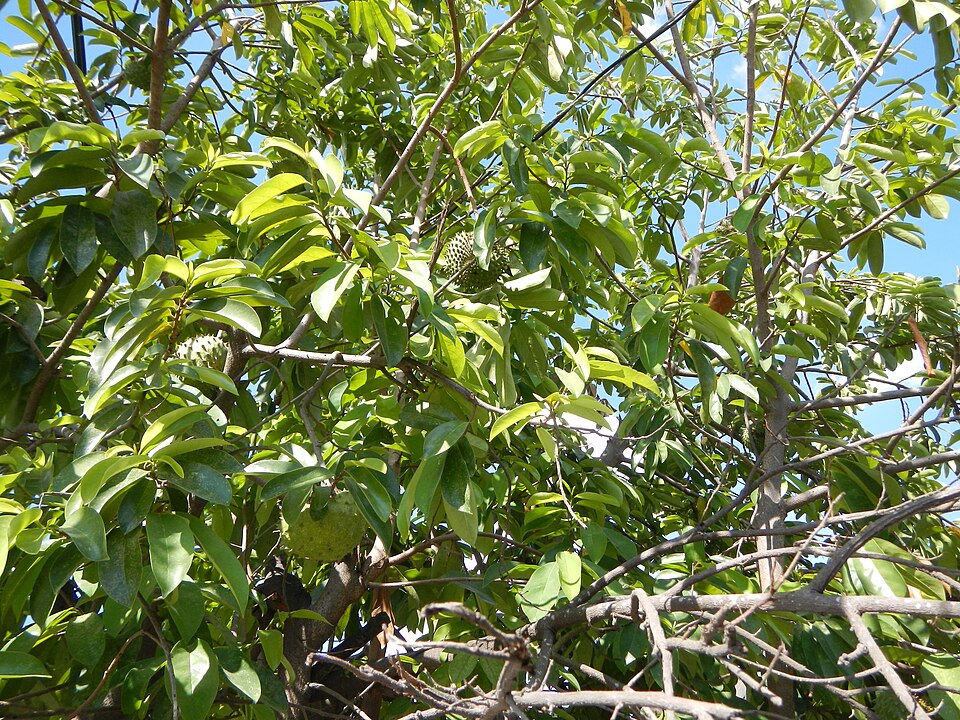 Annona muricata (Soursop) (alternate view 8)
